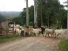 blugrama-dia-5-12