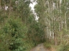 blugrama-dia-29-1