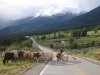 carretera-austral-1350
