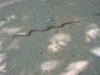 ilhabela-trek-027