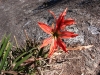 trekking-pedra-das-flores-45