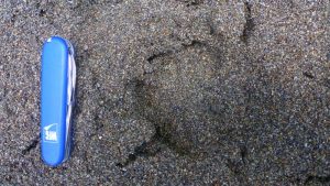 Pegada de puma na margem do Rio Leones, não muito distante do nosso acampamento