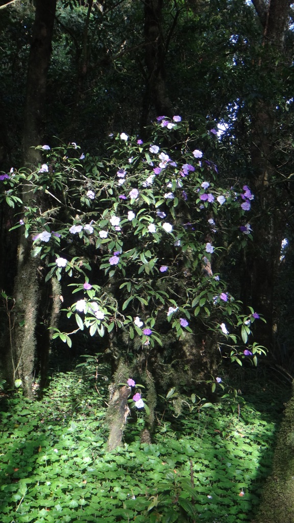 Essa semana os manacás floriram e quem vier para cá vai conhecer esse aí, secreto e meu favorito...